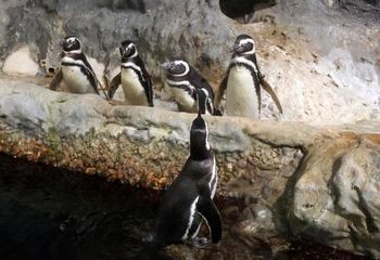 Pinguins vivem no Aquário Municipal de Santos - SP.