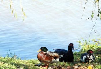 Lago dos patos no Zoológico Municipal de São José do Rio Preto - SP.