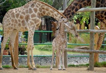 Girafas do Zoológico do Beto Carrero na cidade de Penha - SC.