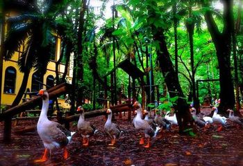 O Parque da Água Branca funciona como uma fazenda em São Paulo - SP. 