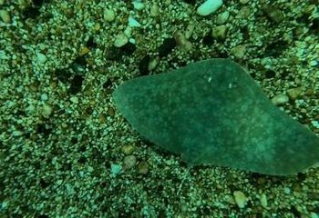 Raia é um dos animais marinhos do Aquário Municipal de Santos - SP.