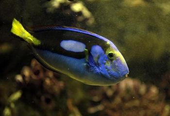 Peixe azul do Aquário Municipal de Santos - SP.