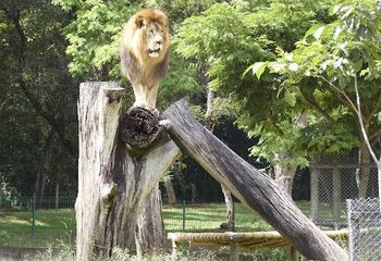 Leões na Fundação Zoobotânica de Belo Horizonte - MG. 
