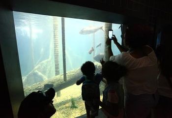 Visitantes observam peixes no Aquário Municipal de Santos - SP.