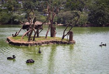 Ilha dos Macacos dentro do Zoológico de São Paulo - SP. Ilha dos Macacos dentro do Zoológico de São Paulo - SP.