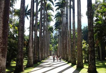 Aleia Barbosa Rodrigues com palmeiras imperiais no Jardim Botânico do Rio de Janeiro - RJ.