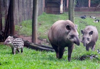 Animais no recinto do Zoológico Municipal de São José do Rio Preto - SP.