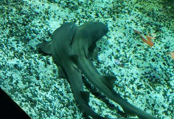 Tubarões-bambu no Aquário Municipal de Santos - SP.