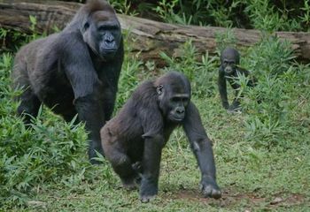 Família de gorilas no Zoológico de Belo Horizonte - MG. 