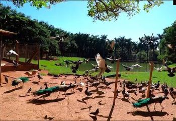Espaço dos pavões no Zoológico Municipal de São José do Rio Preto - SP.